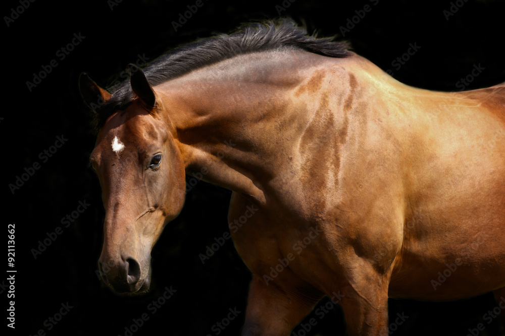 Fototapeta premium Brauner na ciemnym tle