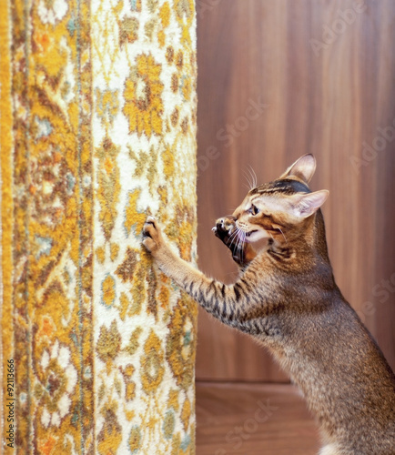 Cat scratching the carpet
