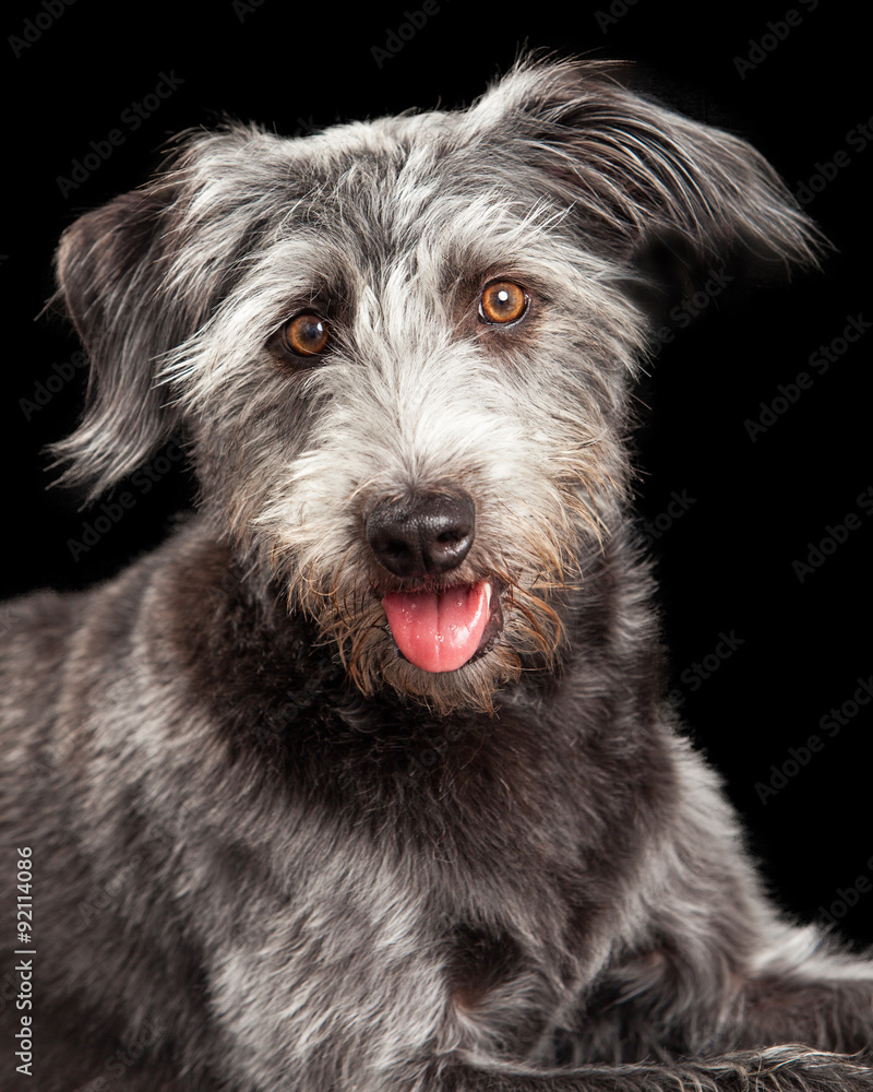 Scruffy Terrier Crossbreed Closeup Black Background