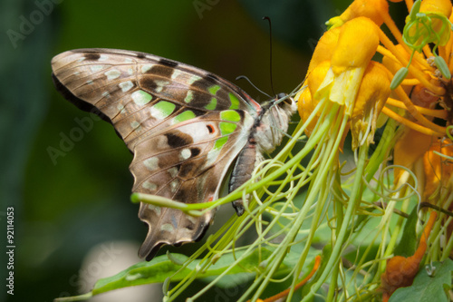 Schmetterling