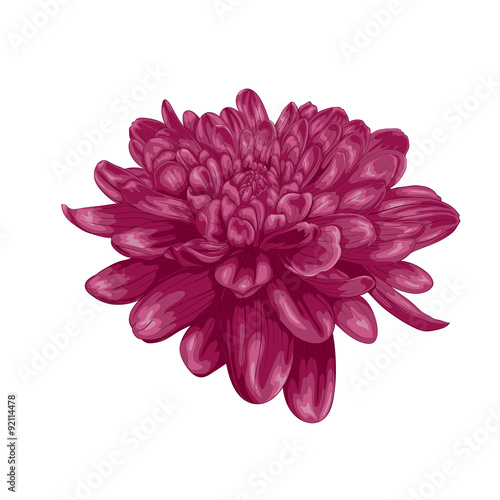 Fototapeta Naklejka Na Ścianę i Meble -  beautiful purple dahlia isolated on white background.