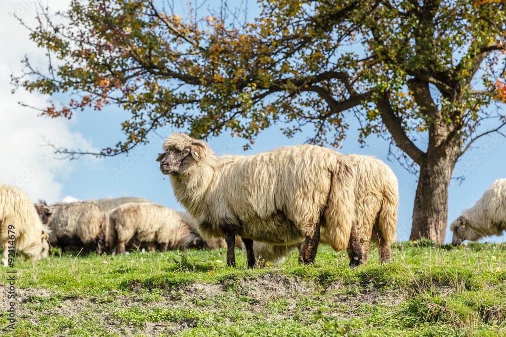 Sheep under the tree in Transylvania Sheep under the tree in Transylvania