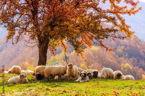 Sheep under the tree in Transylvania