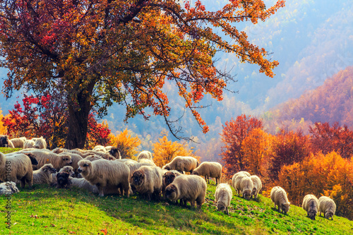 Sheep under the tree in Transylvania