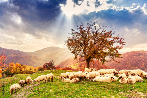 Sheep under the tree and dramatic sky