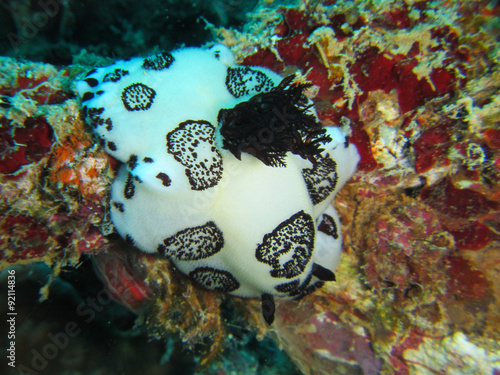 A Jorunna Funebris Nudibranch photo