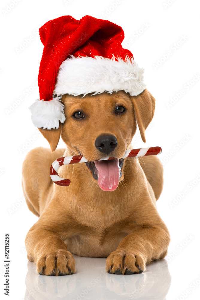 Welpe mit Weihnachtsmütze Welpe mit Weihnachtsmütze