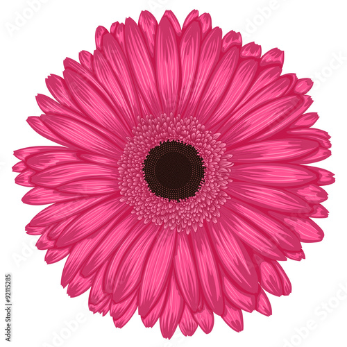 Fototapeta Naklejka Na Ścianę i Meble -  Beautiful pink gerbera isolated on white background .