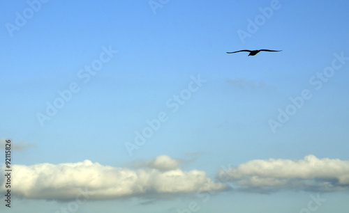 Blue sky with clouds and silhouette of bird flying.