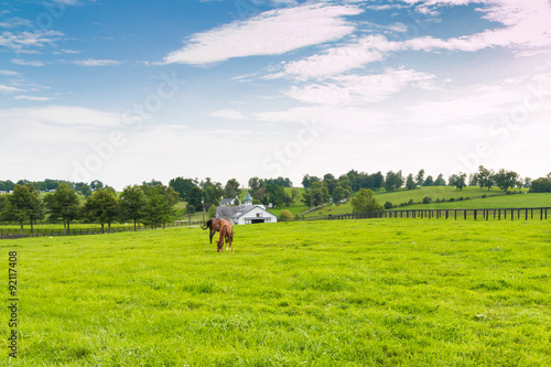 Horses at horse farm. Country landscape.