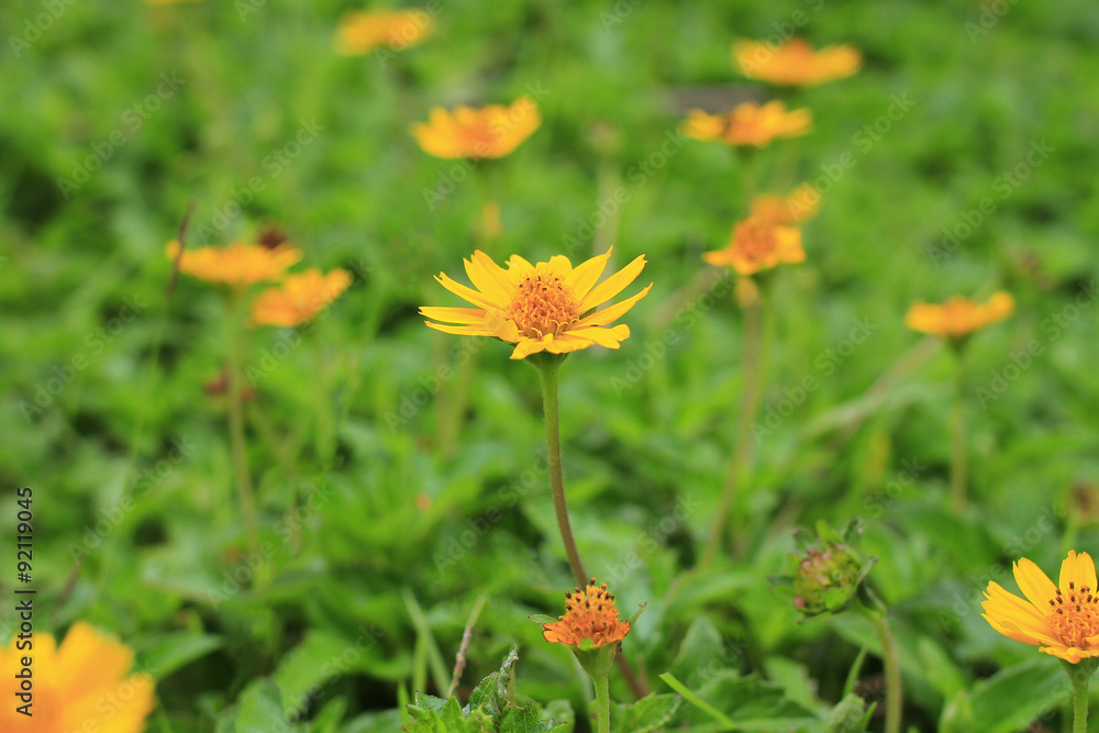 Small yellow flowers in the moning light Small yellow flowers in the moning light