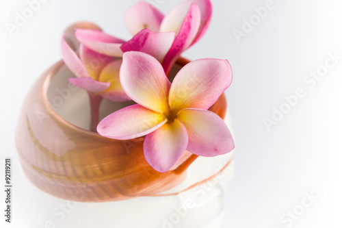 beautiful nature pink flower plumeria 