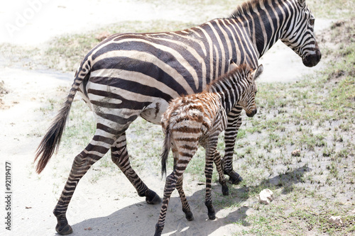 New born baby zebra with its mother in Ngorongoo Crater  Tanzania  Africa 