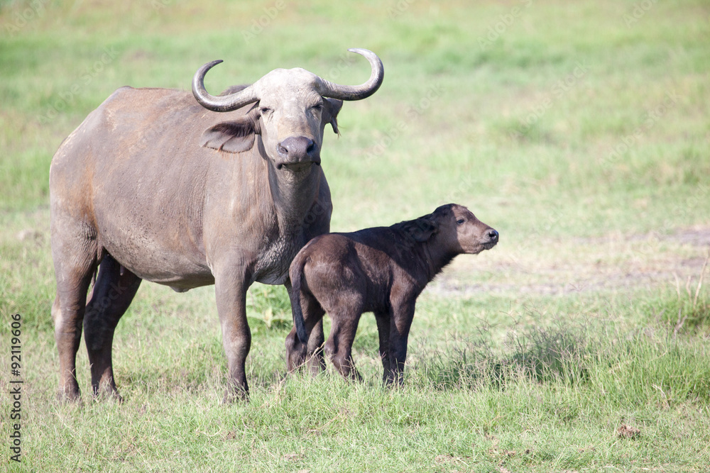 African buffalo (Cape buffalo) and calf on plain of Serengeti National Park, Tanzania, African buffalo (Cape buffalo) and calf on plain of Serengeti National Park, Tanzania,