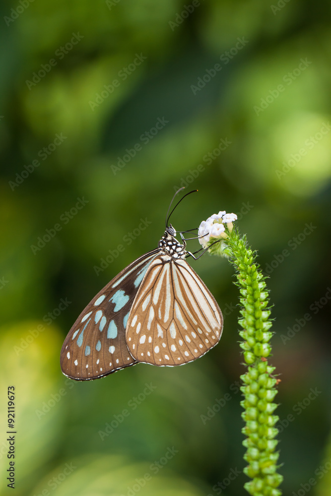 Obraz premium butterfly