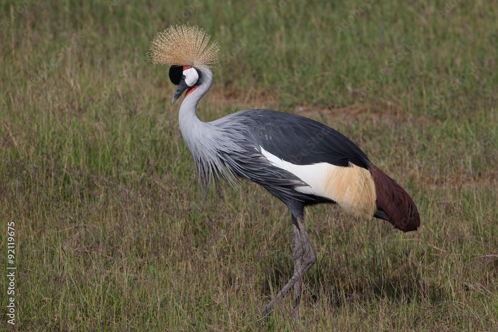 Grey crowned crane (Balearica regulorum) in Amboseli NP Kenya, Africa