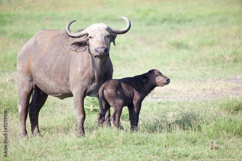 African buffalo (Cape buffalo) and calf on plain of Serengeti National Park, Tanzania,