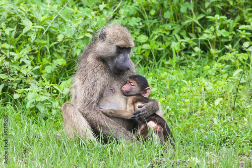 Baby baboon sleeping in its mother’s arms, Mosi-oa Tunya Nation Park, Zambia, Africa photo