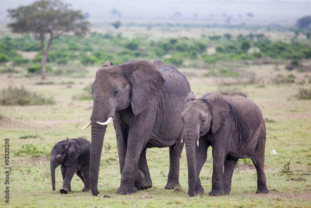 An African Elephants (loxodonta) is walking with two baby elephants in Amboseli National Park, Kenya, East Africa.