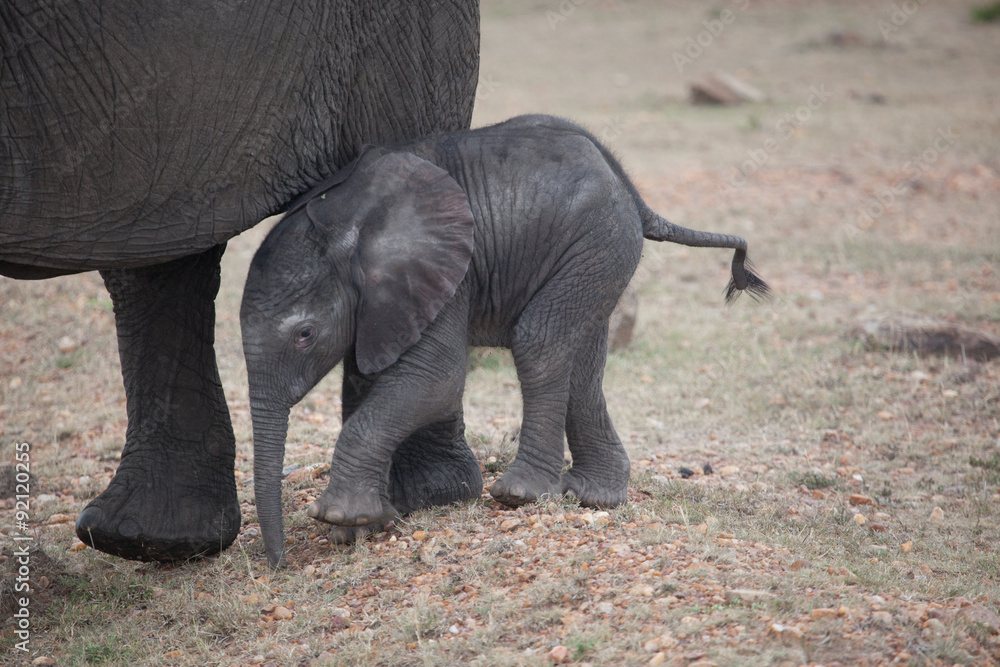 A baby African Elephant (loxodonta)  with its mother, Kenya, East Africa.