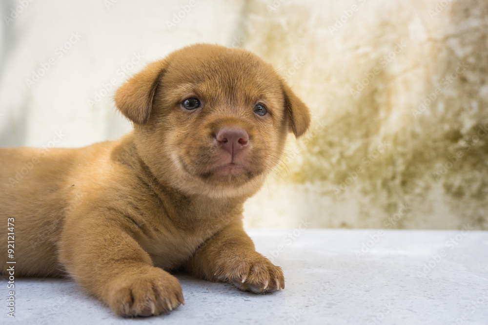 Fototapeta premium Loving baby dog