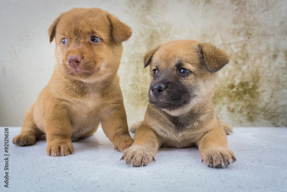 Obraz premium The playfull puppies 