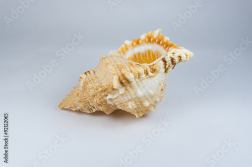 The conch shell 
