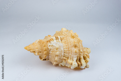 The big seashell 