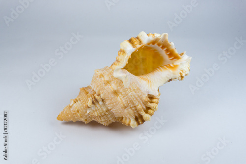 The small seashell 