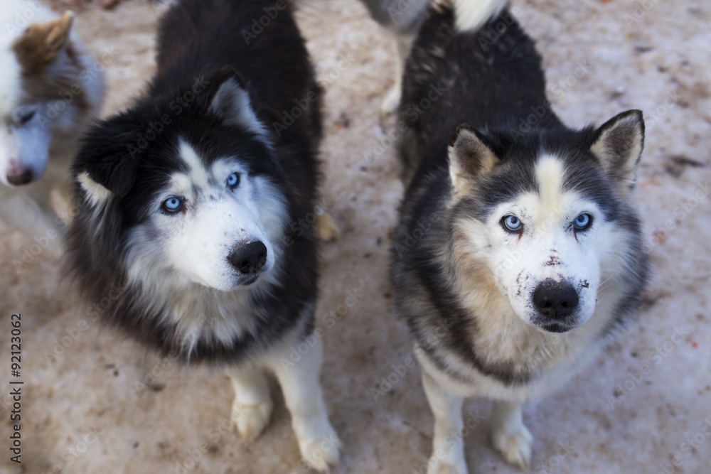 Grey siberian husky Grey siberian husky