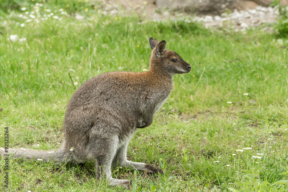 kangaroos on grass