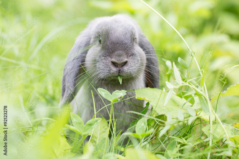 Fototapeta premium Adorable baby rabbit eating grass on the lawn