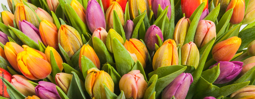 bouquet of multicolor tulips bouquet of multicolor tulips
