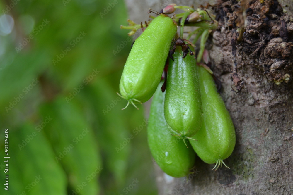 Obraz premium bilimbi fruits