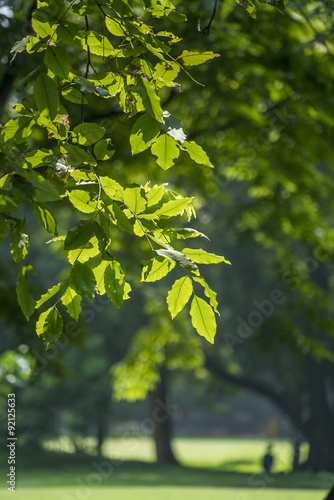green leaves in the sunshine