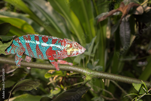 madagascar chamaleon on a tree background photo