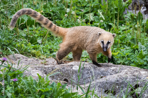 Foto Coati Nasua nasua Racoon portrait