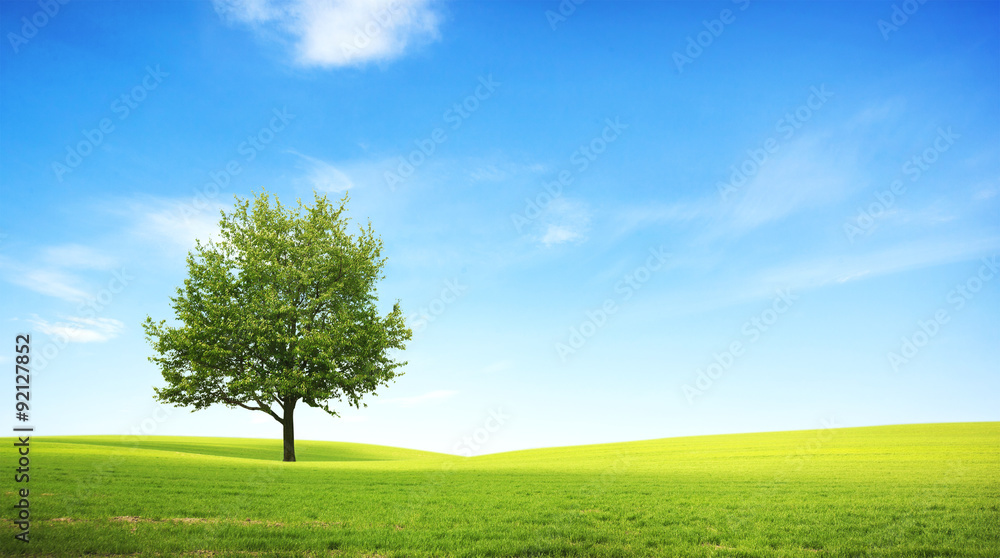 Fototapeta premium pole