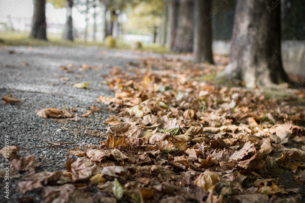 Autumn in the city