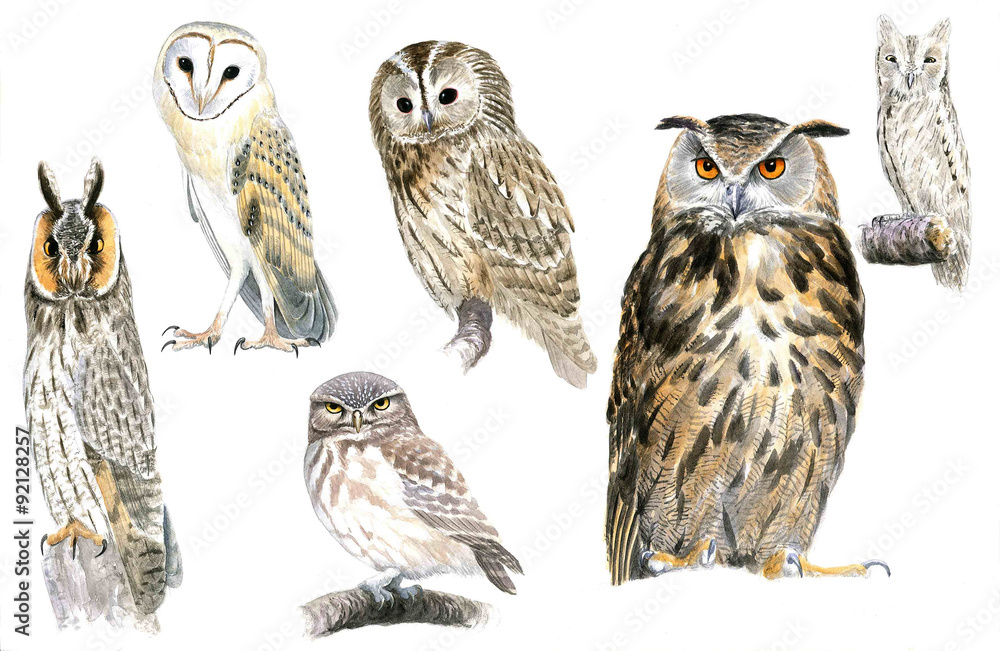 Owls - obrazy, fototapety, plakaty 
