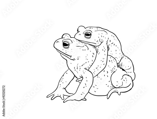 Toad amplexus photo