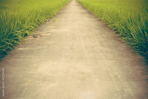 The way in farm rice field