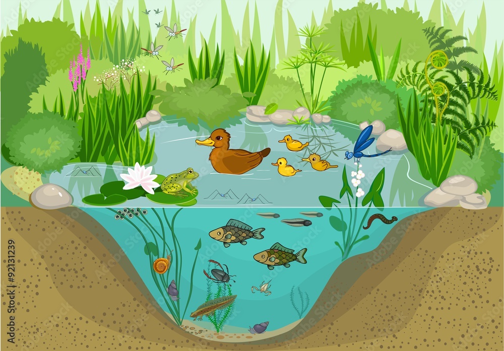 Fototapeta premium At the pond 