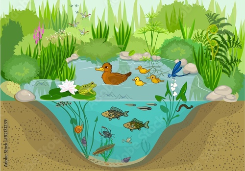 At the pond 