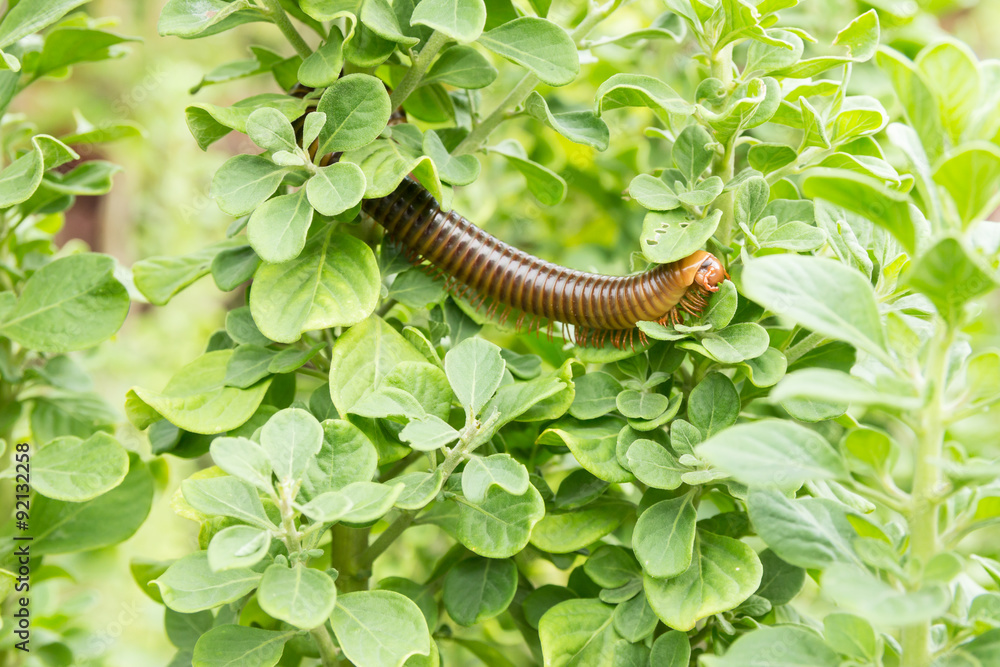 Fototapeta premium Millipede eating green leaves