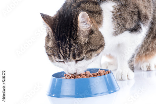 Fototapeta Naklejka Na Ścianę i Meble -  Cat eating wet food