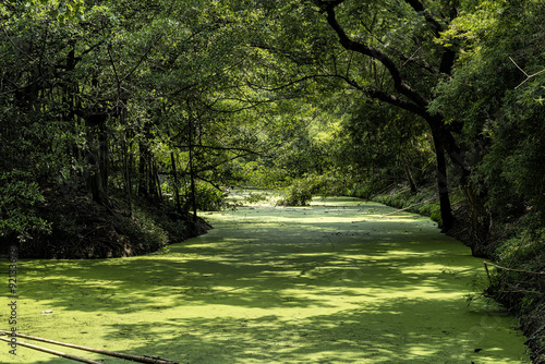 Green trees covered small canal filled with duckweeds