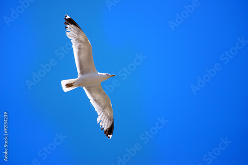Seagull isolated flying sky under view