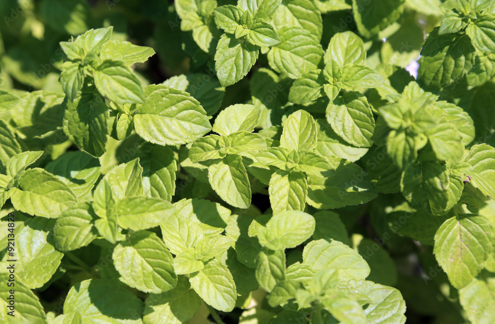 background of Green Mint leaves