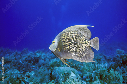 French angelfish